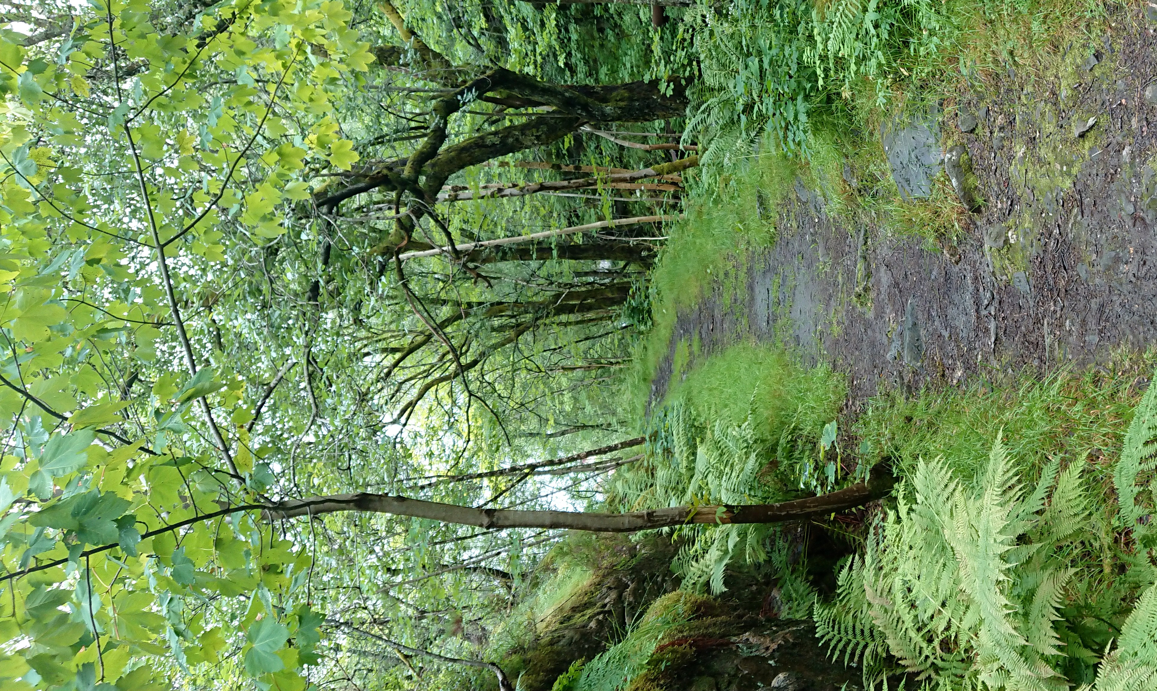 Artikkelbilde til artikkelen Dalelva på Ut.no